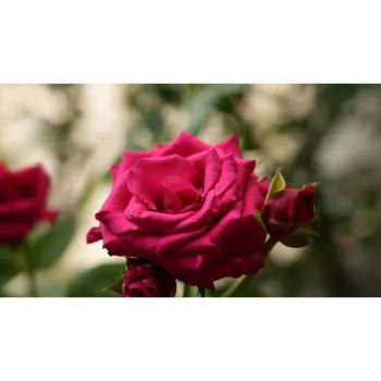 Red Rose Plant
